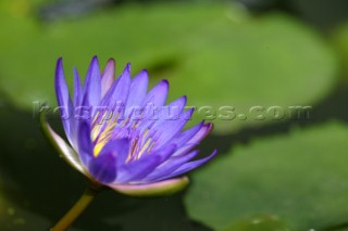 Wisley Gardens.