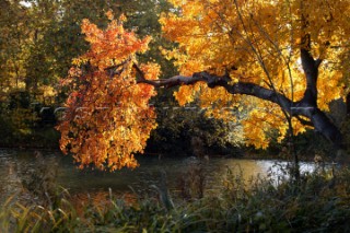 Autumn Leaves in Battersea Park London