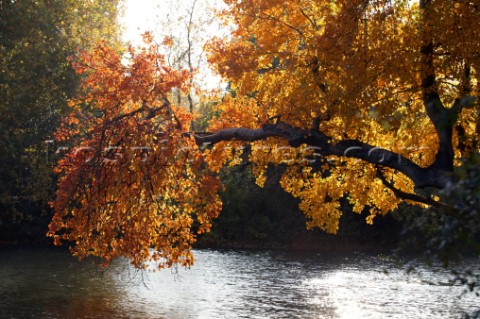 Autumn Leaves in Battersea Park London