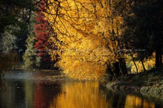 Autumn Leaves in Battersea Park London