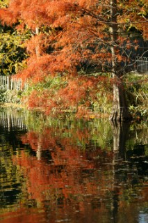 Autumn Leaves in Battersea Park London