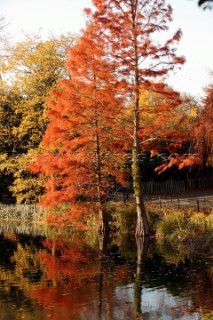 Autumn Leaves in Battersea Park London