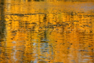 Autumn Leaves in Battersea Park London