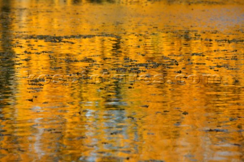 Autumn Leaves in Battersea Park London