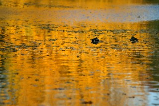 Autumn Leaves in Battersea Park London