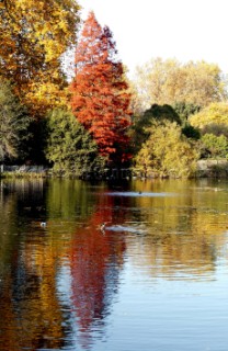 Autumn Leaves in Battersea Park London