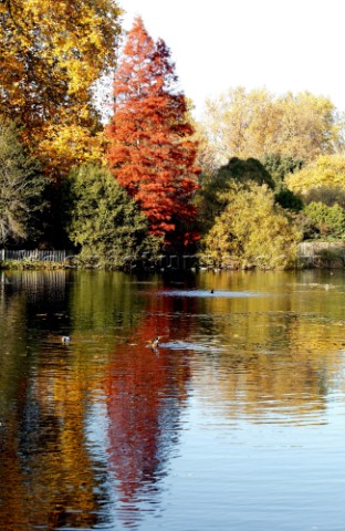 Autumn Leaves in Battersea Park London