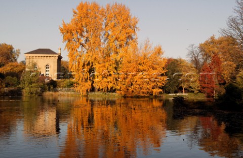 Autumn Leaves in Battersea Park London