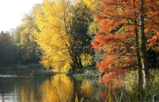 Autumn Leaves in Battersea Park London