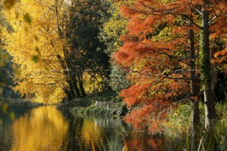 Autumn Leaves in Battersea Park London