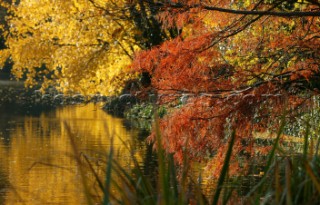 Autumn Leaves in Battersea Park London