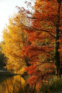 Autumn Leaves in Battersea Park London