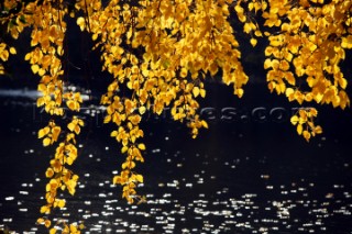 Autumn Leaves in Battersea Park London