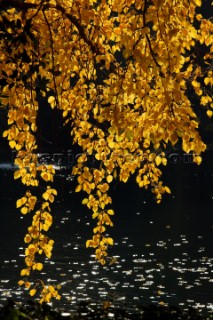 Autumn Leaves in Battersea Park London