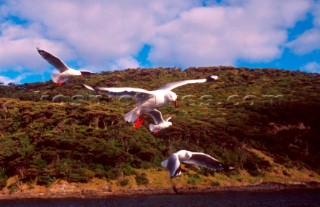 Seagulls in flight, Bay of Islands, New Zealand