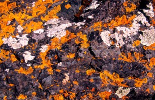 Lichin on rocks, Bay of Islands, New Zealand, test