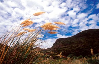 Grass on Karekare beach, New Zealand