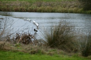 Seagulls and birds sit on lake. .  Canal boats on English Kennet and Avon Canals.