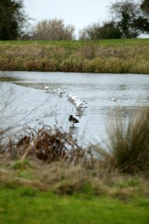 Seagulls and birds sit on lake. .  Canal boats on English Kennet and Avon Canals.