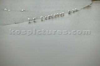 Seagulls and birds sit on lake. .  Canal boats on English Kennet and Avon Canals.