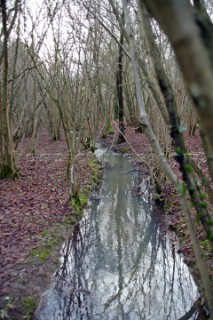 Stream running through woodland