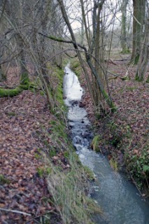 Stream running through woodland