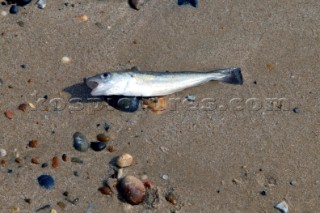 Lowestoft beach.