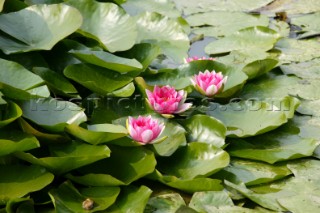 Wisley Gardens