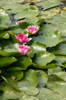 Wisley gardens