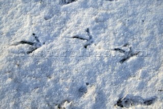 Snow and ice winter scenes UK