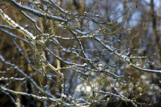 Snow and ice winter scenes UK