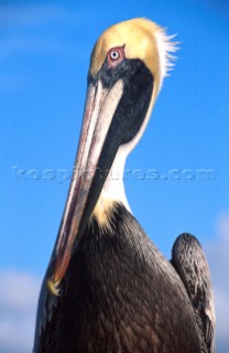 Pelican