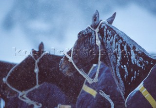 Cortina DAmpezzo 22 February 2004. Ice Polo on snow with horses in Cortina, Italy