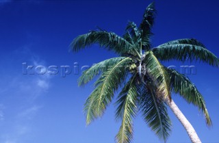 Palm tree