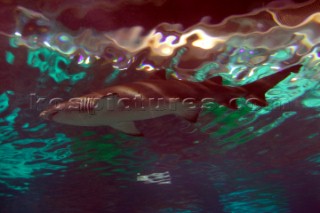 Black tipped reef shark in Barcelona Aquarium