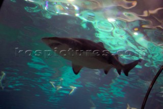 Black tipped reef shark in Barcelona Aquarium