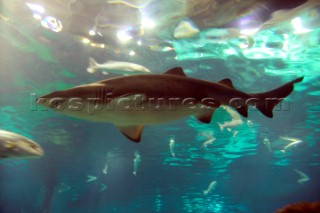 Black tipped reef shark in Barcelona Aquarium