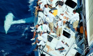 Antigua Race Week 2004 in the Caribbean. . Canting Keel Maxi Pyewacket owned by Roy Disney.