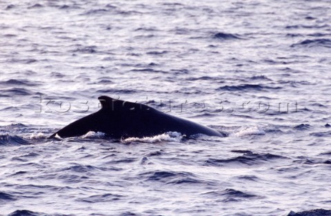 Dorsal fin of whale breaking the surface of the water