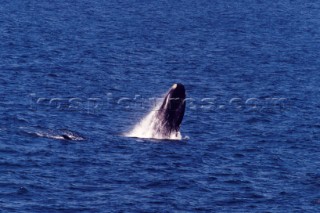 Whale breaks the surface of the water