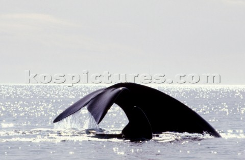 A whales tail slips beneath the suface of the water