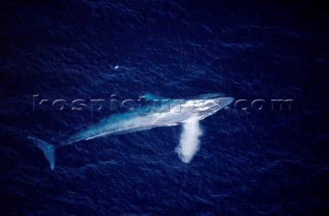 A whale lying beneath the surface of the water