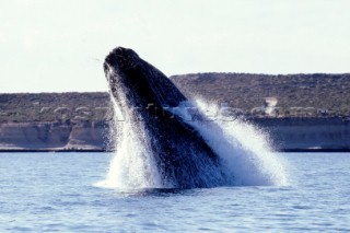 A whale breaks through the surface of the water