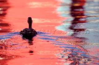 RiflessiReflexes. Ph.Carlo Borlenghi /