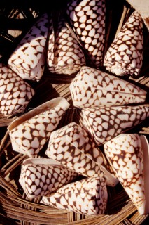Negozio di Conchiglie Shell Shop. Ph.Carlo Borlenghi /