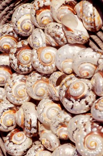 Negozio di ConchiglieShell Shop. Ph.Carlo Borlenghi /   .