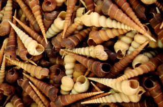 Negozio di Conchiglie a San DiegoSan Diego Shell Shop. Ph.Carlo Borlenghi /   .