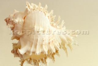 Negozio di Conchiglie Shell Shop. Ph.Carlo Borlenghi /