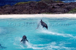 DelfiniDolphins. Ph.Carlo Borlenghi /
