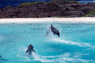 DelfiniDolphins. Ph.Carlo Borlenghi /